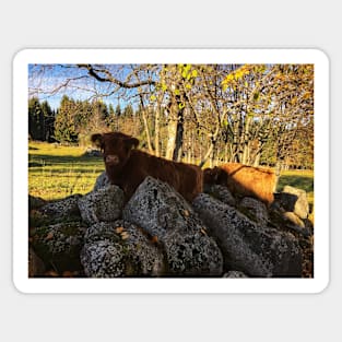 Scottish Highland Cattle Calf 1834 Sticker